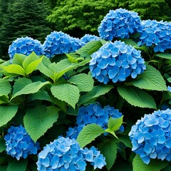  a close up of deep blue hydrangeas