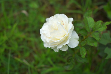 Beautiful White rose flower closeup in garden, A very beautiful rose flower bloomed on the rose tree, Rose flower, bloom flowers, Natural spring flower,  Nature