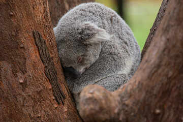 Sleepy Koala Nestled in Eucalyptus Tree