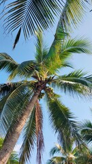 Fototapeta premium Serene Tropical Palm Tree with Coconuts Against Blue Sky