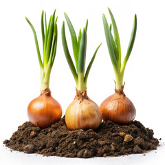 Fototapeta premium onion and garlic. onion, food, vegetable, isolated, plant, ingredient, bulb, spring, white, fresh, garlic, healthy, raw, organic, leaf, root, nature, onions, spice, vegetarian, growth, ripe, sprout, v