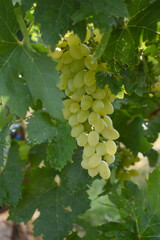 Close up of grapes hanging on Vine, Hanging grapes. Grape farming. Grapes farm. Tasty green grape bunches hanging on branch. Grapes With Selective Focus on the subject, Chakwal, Punjab, Pakistan