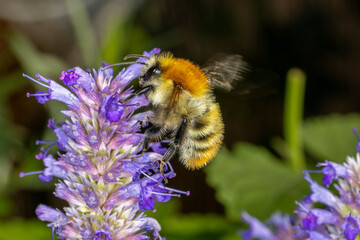 eine Biene sammelt Honig