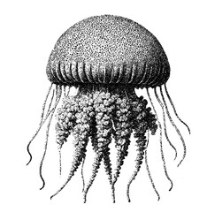 Intricate Stippled Dotwork Jellyfish Illustration with Flowing Tentacles with clipping path.