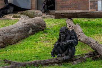 Chimpanzee Sitting on Log in Natural Habitat