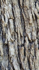 Fototapeta premium bark of a tree