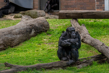Chimpanzee Sitting on Log in Zoo Environment