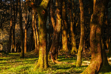 oak trees trunks lit by golden hour forest wood