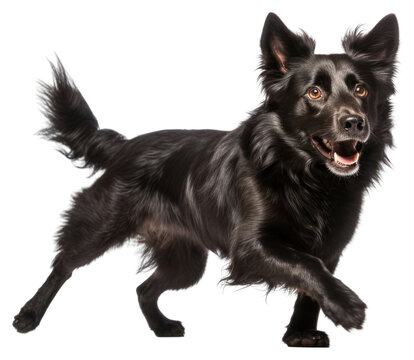 PNG Dog running mammal animal.