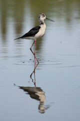 Fototapeta premium Black Winged Stilt From Camarque Regional Park, France