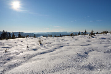 Obraz premium Snowy lea at Silesian Beskid on European Bialy Krzyz in Poland