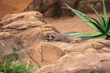 Relaxed Meerkat on a Rock in Natural Habitat