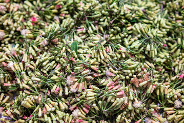 Cloves that have been harvested