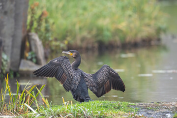  Kormoran am See - Wildfife Tour