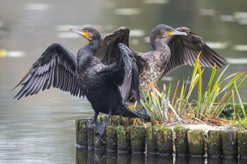  Kormoran am See - Wildfife Tour