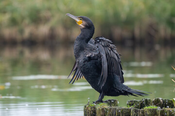  Kormoran am See - Wildfife Tour