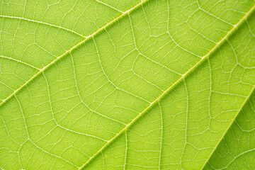 Natural plant green leaf texture surface background