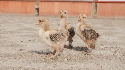 Three chicks chirping and exploring sandy ground