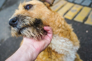 Close up first person, portrait of happy stray dog.