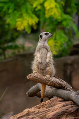 Meerkat Standing on Log in Natural Habitat