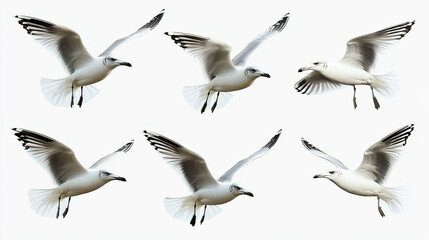 Obraz premium A group of doves flying in the sky isolated on transparent or white background