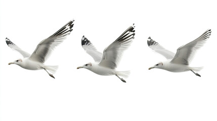 Obraz premium A group of doves flying in the sky isolated on transparent or white background