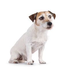 Cute old Jack Russell dog, laying down side ways. Looking side ways away from camera. Isolated on a...