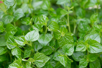 Peperomia pellucida (pepper elder, shining bush plant, crab claw herb, and man to man)  in garden close up selective focus