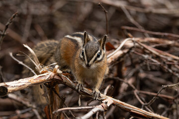 chipmunk on a branch