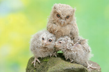 Three young Javan scops owls are feeding on earthworms on a rock covered with moss. This nocturnal bird has the scientific name Otus lempiji.