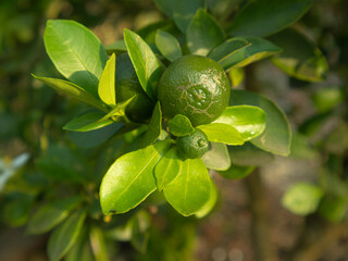 Close up view of lime with branch and leaves in the garden