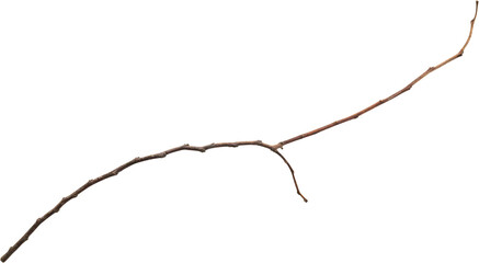 Dry tree branches isolated on white background