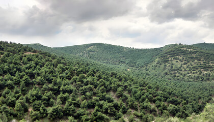 Fototapeta premium Ajloun Forest Reserve’s Dense Greenery