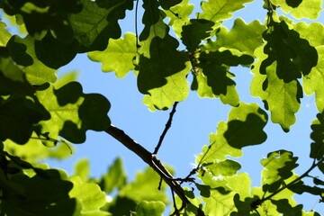 Green oak leaves with a blue sky in the background.
