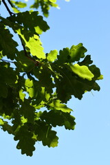Green oak leaves with a blue sky in the background.