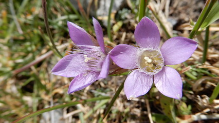 Deutscher Fransenenzian (Gentianella Germanica)