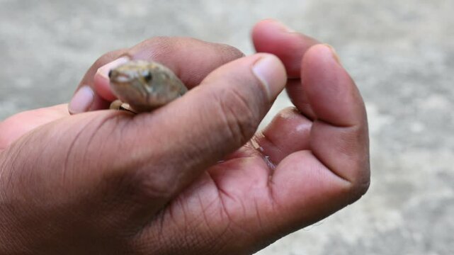 Snakehead or Channa orientalis fish on hand. 
Channa&nbsp;is a&nbsp;genus&nbsp;of predatory&nbsp;fish&nbsp;in the&nbsp;family&nbsp;channidae, native to fresh water habitats in asia. Asiatic Snakehead is a freshwater fish. 4k video. 