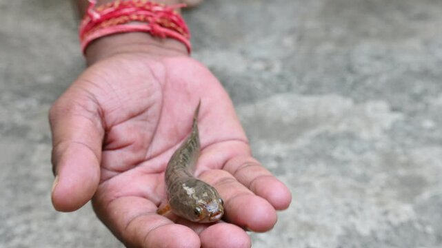 Snakehead or Channa orientalis fish on hand. 
Channa&nbsp;is a&nbsp;genus&nbsp;of predatory&nbsp;fish&nbsp;in the&nbsp;family&nbsp;channidae, native to fresh water habitats in asia. Asiatic Snakehead is a freshwater fish. 4k video. 