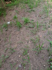 Wild Grass Growing on Soil at the Start of Rainy Season – Agricultural Challenge and Weeding Problem in Farmland, Ideal for Environmental and Farming Concepts