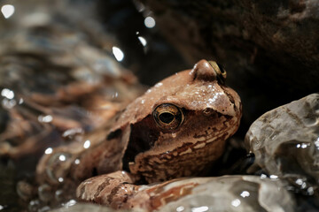 Stream frog