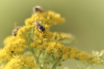 Bees on a yellow flower