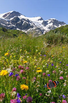 Susten Pass on Swiss Alps with wild flowers Alpine rose (Rhododendron ferrugineum) and the Stein Glacier and waterfall at the background