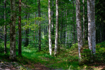 Naklejka premium Slovenian forrest