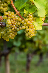 Clusters of ripe fresh golden grapes on the vine, ready for harvesting. Sunlit vineyard with ripening green yellow grapevines.