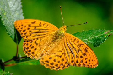 Silver-washed fritillary butterfly