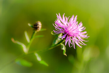 Purple flower in grass