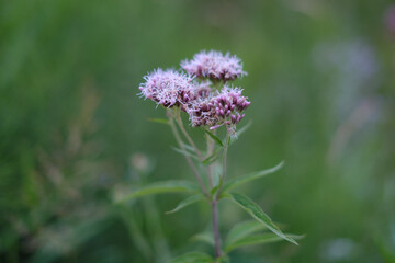 Fototapeta premium Purple flower in the grass
