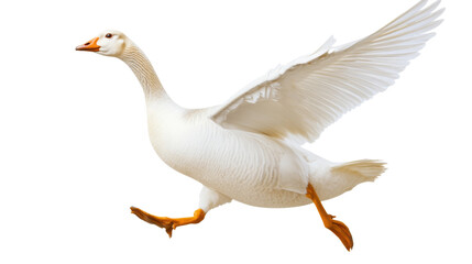 Fototapeta premium Goose