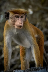 Obraz premium portrait of a monkey 