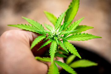 small hemp plant growing in a pot